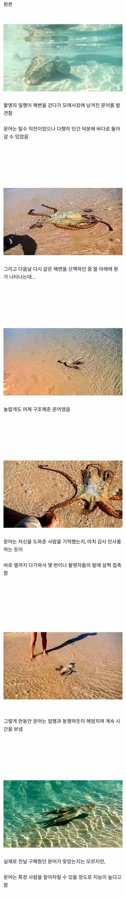 구해준 사람에게 감사인사 전하는 문어.jpg