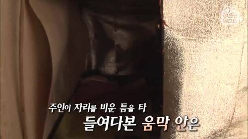 [스압] 법 없이도 살 자연인