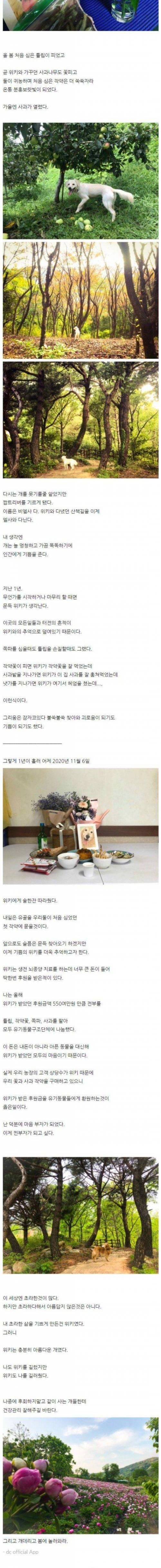 [스압] 반려견과 귀농했던 디씨인