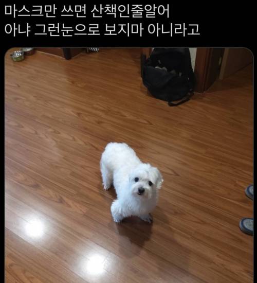 코로나가 2년이면 강아지가