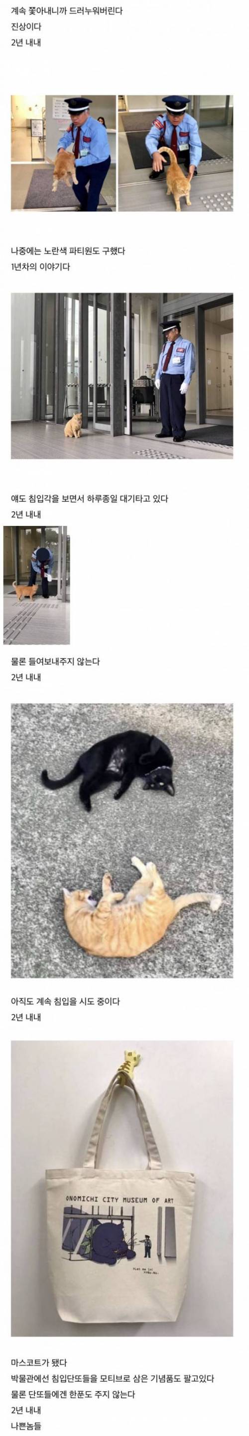 2년간 미술관에 찾아오는 고양이