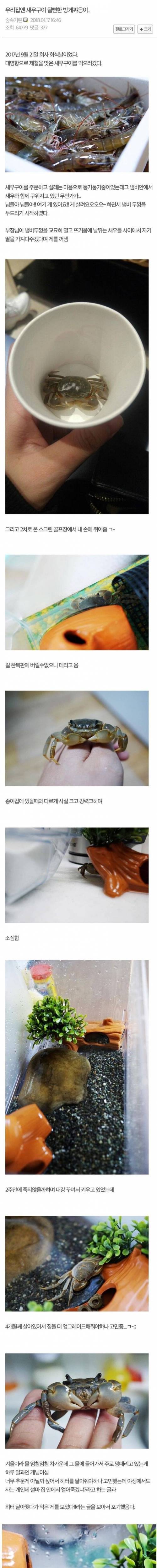 [스압] 새우구이 먹다가 방게 키운 남자.jpg