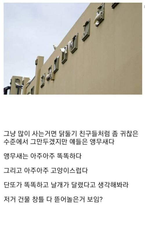 [스압] 호주의 골칫거리 똑똑한 앵무새.jpg