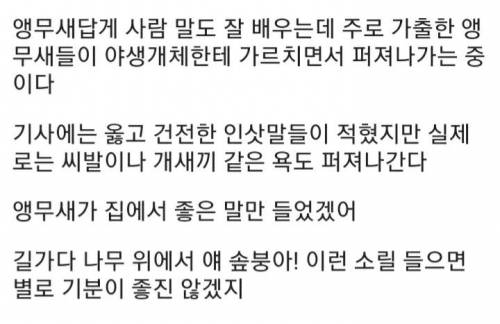 [스압] 호주의 골칫거리 똑똑한 앵무새.jpg