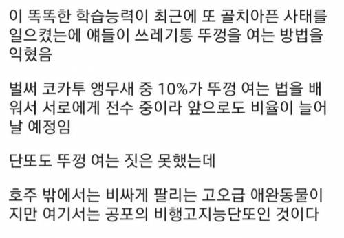 [스압] 호주의 골칫거리 똑똑한 앵무새.jpg