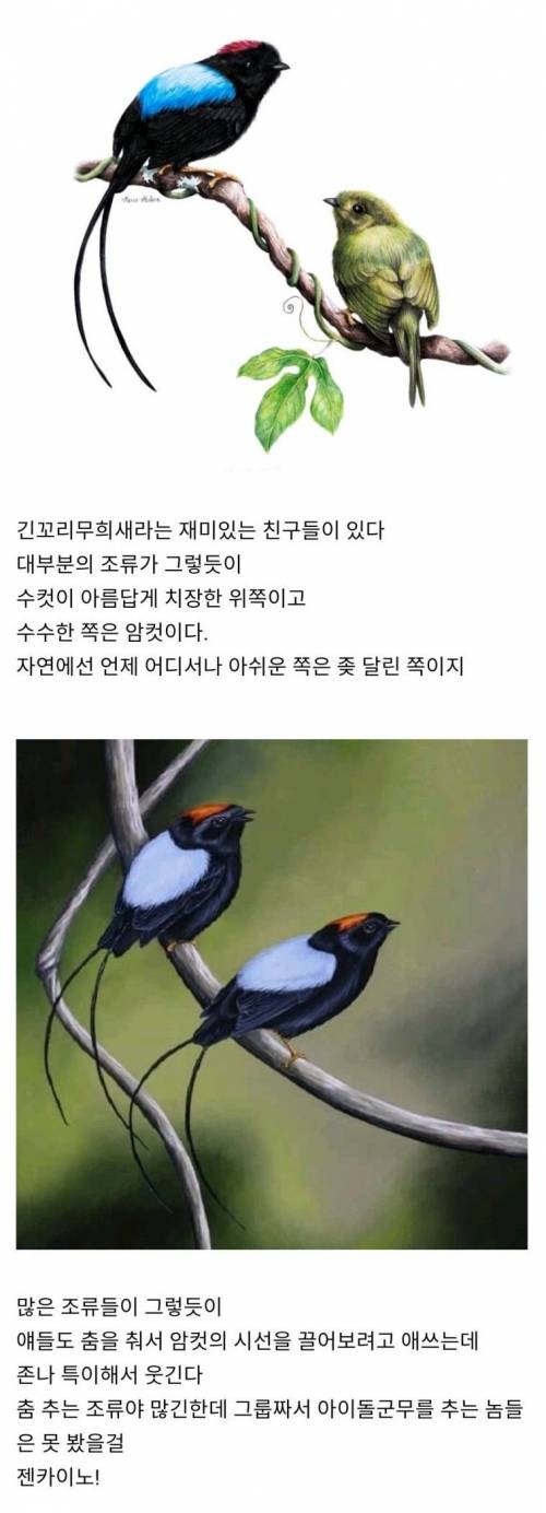 아이돌 군무로 암컷을 꼬시는 새.jpg