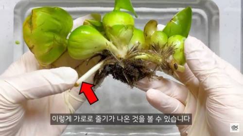 [스압] 세계 10대 잡초중 하나