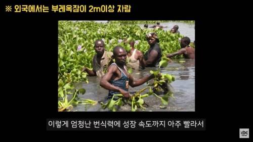 [스압] 세계 10대 잡초중 하나