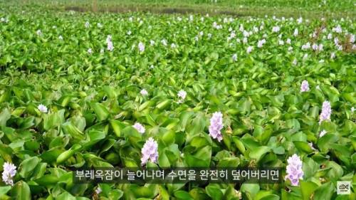 [스압] 세계 10대 잡초중 하나