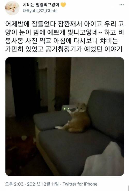 우리고양이 눈이 예쁘게빛나네