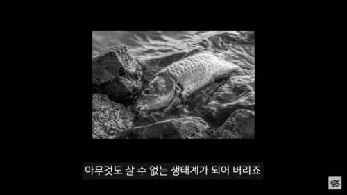 [스압] 세계 10대 잡초중 하나