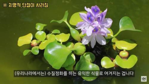 [스압] 세계 10대 잡초중 하나