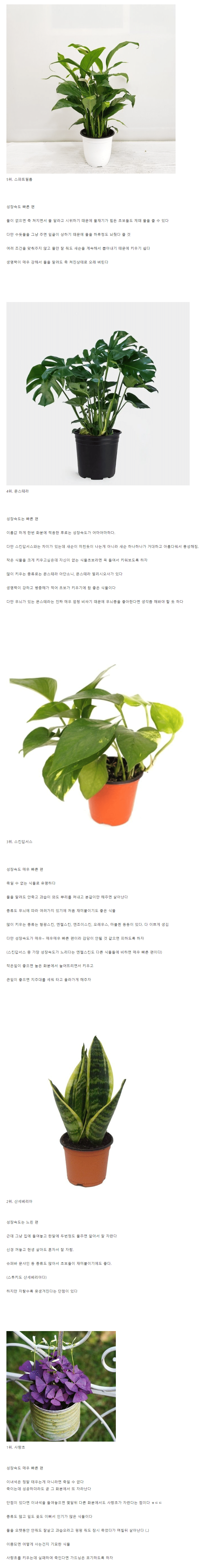 식물 초보 추천, 죽일래야 죽일 수 없는 식물 TOP 5 .jpg