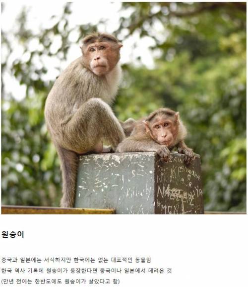 중국과 일본에는 서식하지만 한국에는 없는 동물