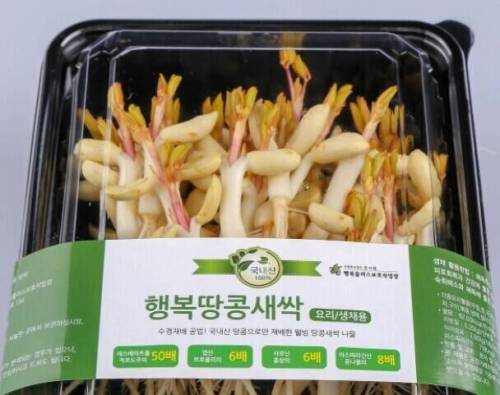 [스압] 한국의 찐 마이너 식재료 '땅콩나물'