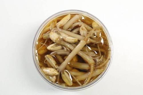 [스압] 한국의 찐 마이너 식재료 '땅콩나물'