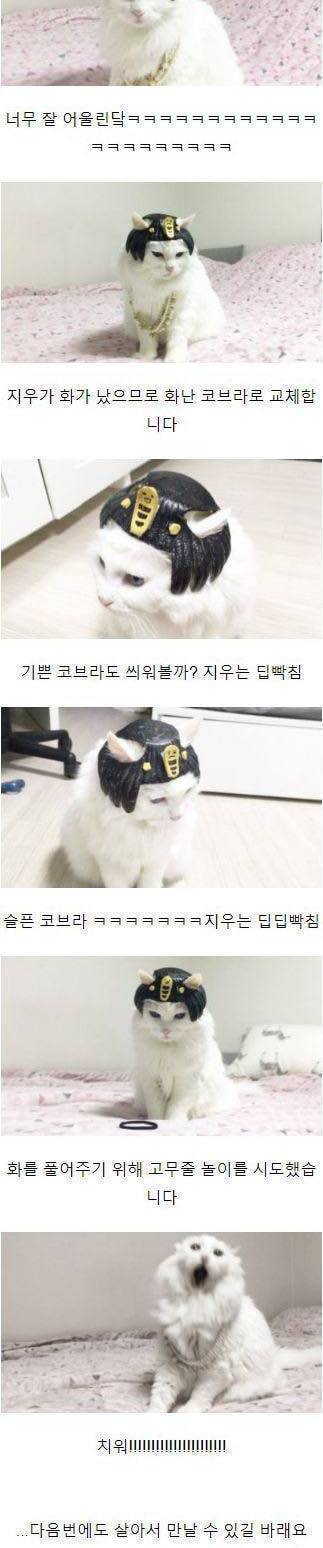 [스압] 냥이파트라.jpg