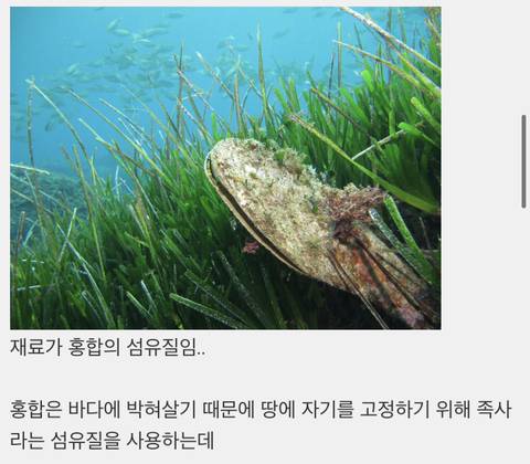 옛날에 지중해 지방에서 최고로 쳤던 옷감