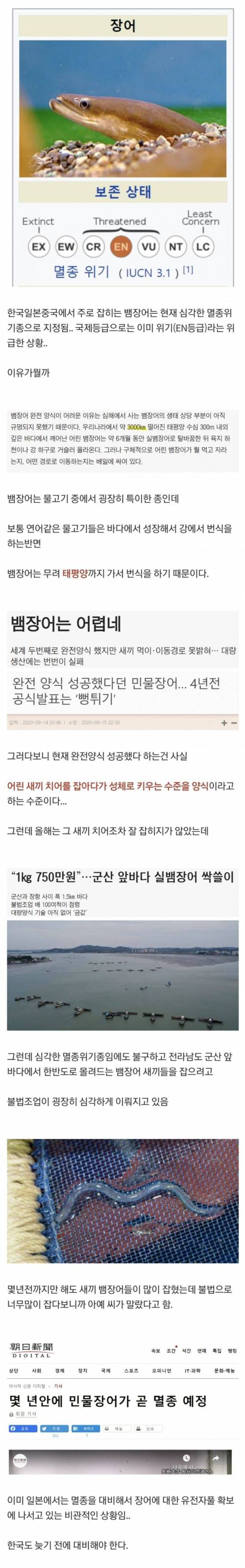 장어가 멸종위기인 이유.jpg