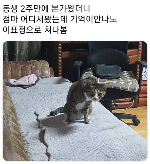 점마 어디서 봤는데.cat