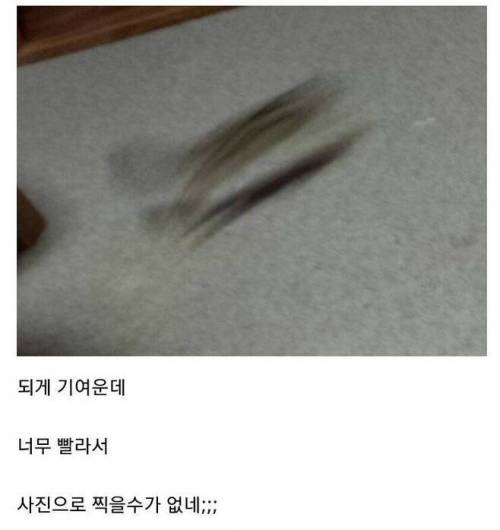 얘 진짜 너무 귀여운데.. 어떻게 보여줄 방법이 없네;;