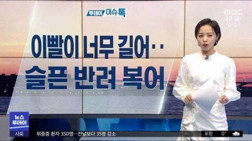 이빨이 너무 길어...슬픈 반려 복어