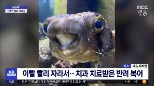 이빨이 너무 길어...슬픈 반려 복어