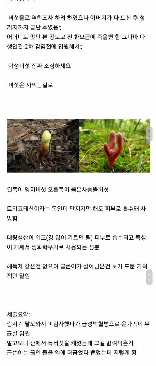 [스압] 항암물질 버섯 먹은 썰