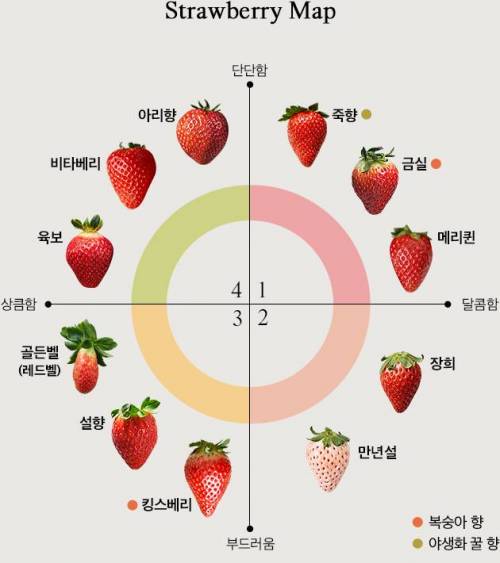 딸기 종류.jpg
