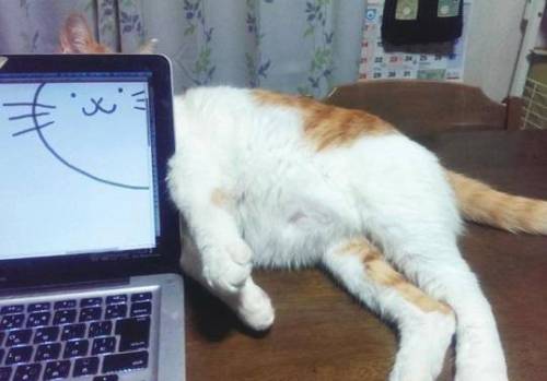 자는 고양이 그리기.jpg