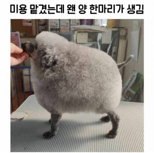 미용 맡겼는데 왠 양 한마리가 생김.jpg