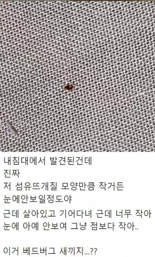최근 한국에 증가하고 있는 끔찍한 곤충.jpg
