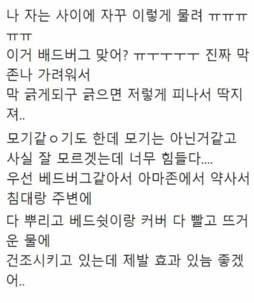 최근 한국에 증가하고 있는 끔찍한 곤충.jpg