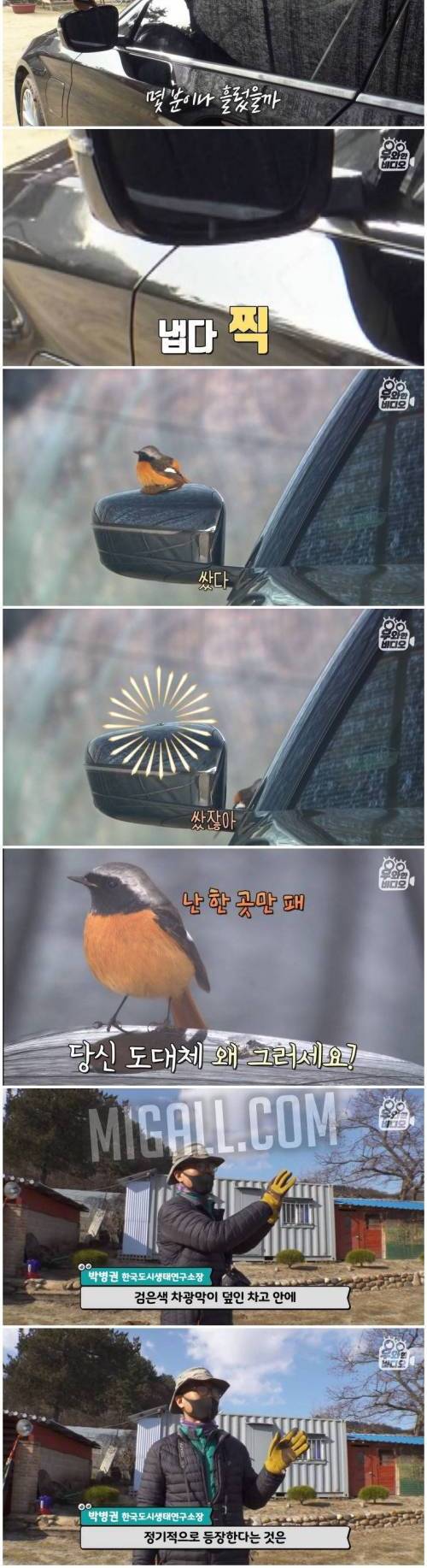 [스압] 매일매일 BMW에만 응가하는 의문의 새.jpg