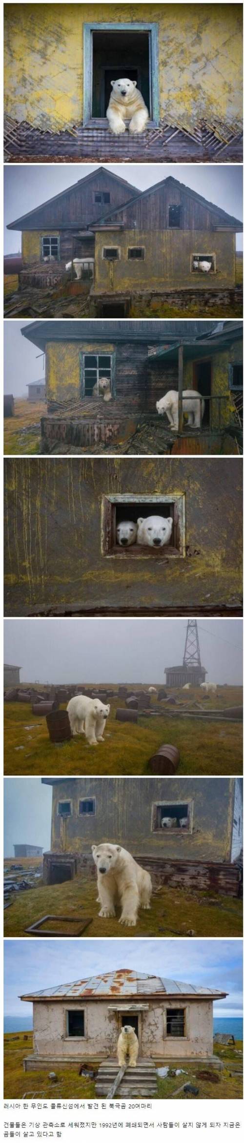 인간이 버린 건물에서 사는 북극곰