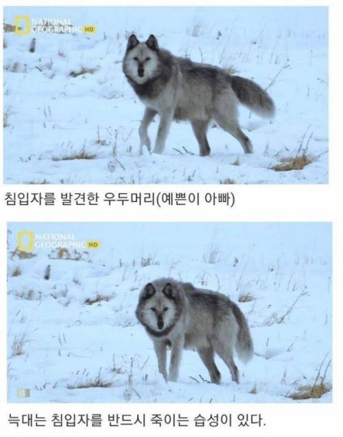 [스압] 아니 아저씨 딸도 절 좋아한다니까요??