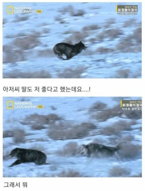 [스압] 아니 아저씨 딸도 절 좋아한다니까요??