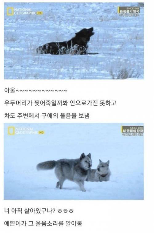 [스압] 아니 아저씨 딸도 절 좋아한다니까요??