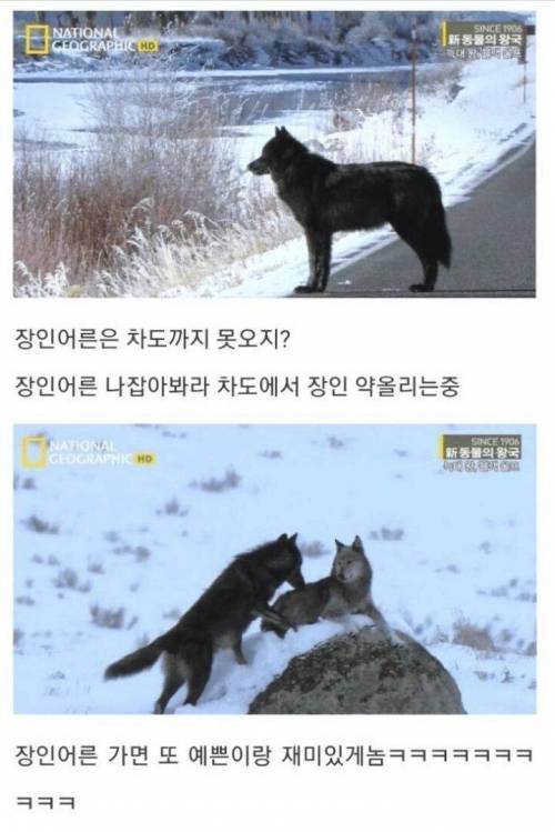 [스압] 아니 아저씨 딸도 절 좋아한다니까요??