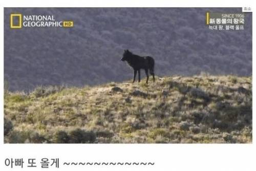 [스압] 아니 아저씨 딸도 절 좋아한다니까요??