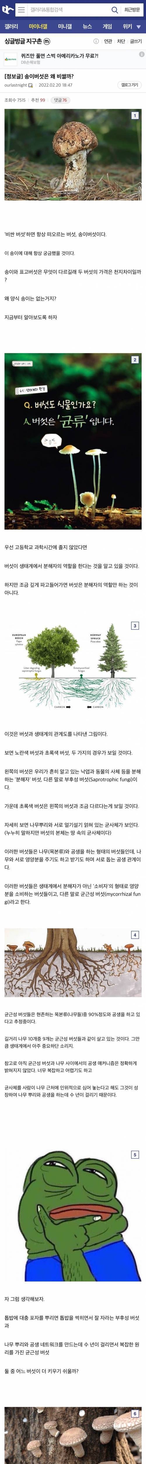 [스압] 송이버섯이 비싼 이유.jpg