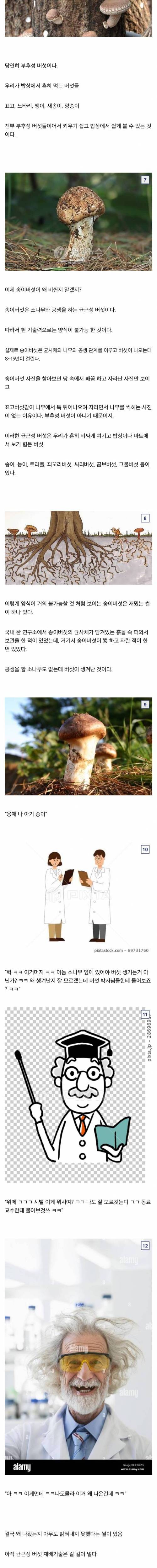 [스압] 송이버섯이 비싼 이유.jpg