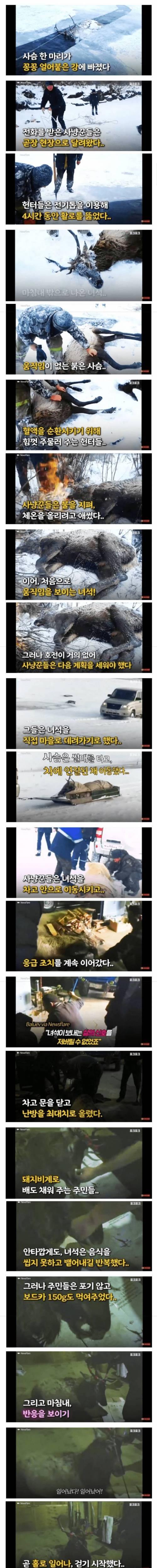 [스압] 러시아에서 쓰러진 사슴을 발견한 사람들