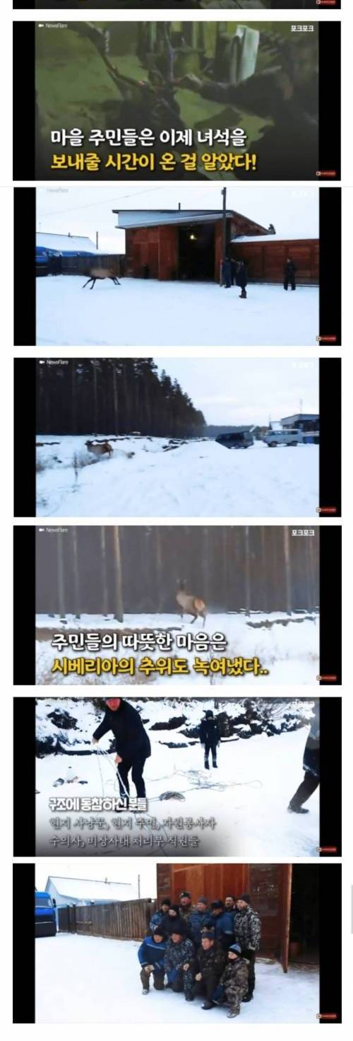 [스압] 러시아에서 쓰러진 사슴을 발견한 사람들