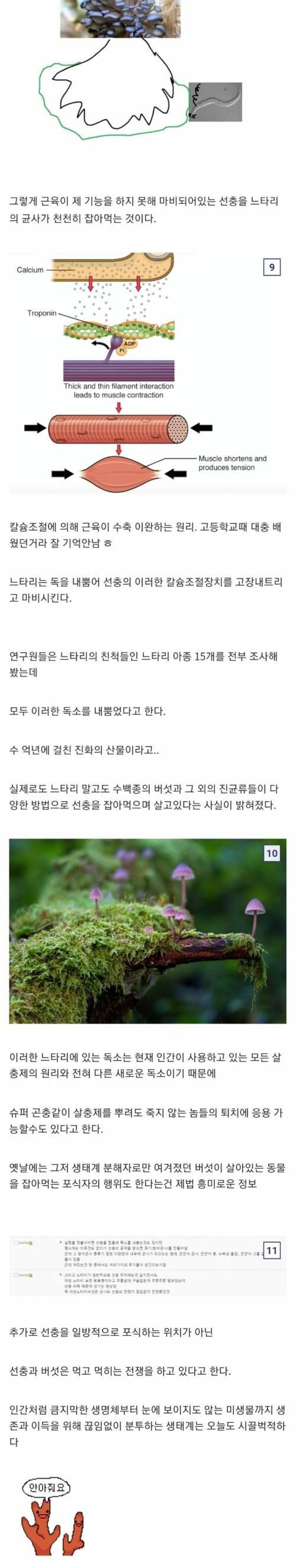 무시무시한 육식 버섯의 세계.jpg