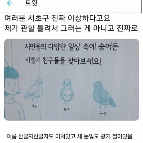 비둘기에 미쳐버린 서초구.jpg