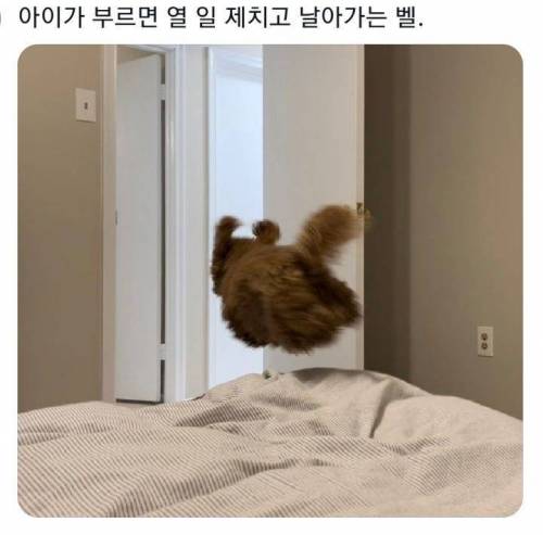 아이가 부르면 열 일 제치고 날아가는 댕댕이