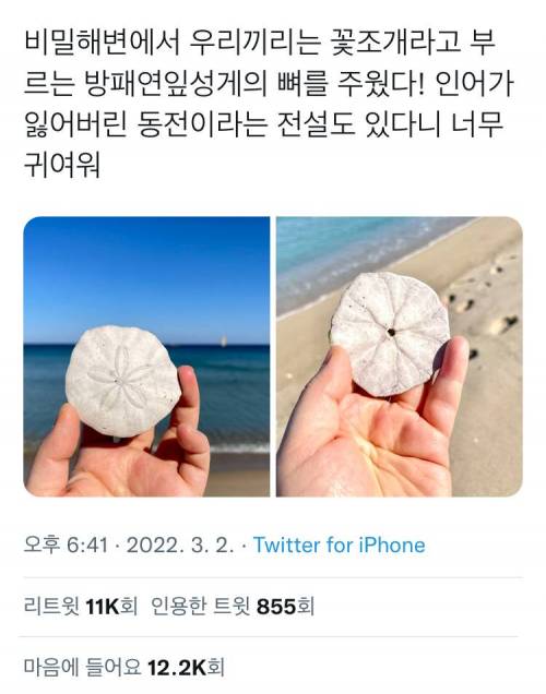 				인어가 잃어버린 동전.twt