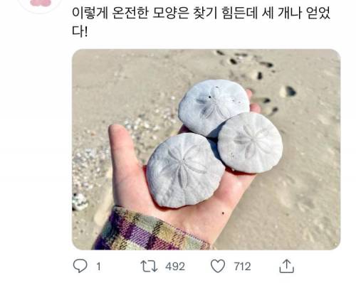 				인어가 잃어버린 동전.twt