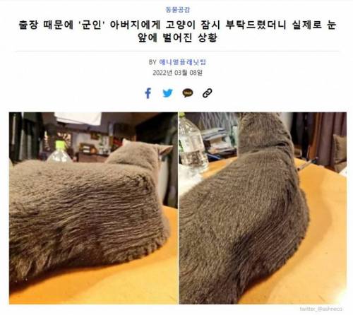 군인 아버지께 맡긴 고양이.jpg
